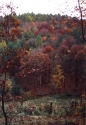 Nostalgick pohled na vtvarn dlo maminky prody a tatnka podzimu - stromy na kopci u Indina, padajc list... ;) 
